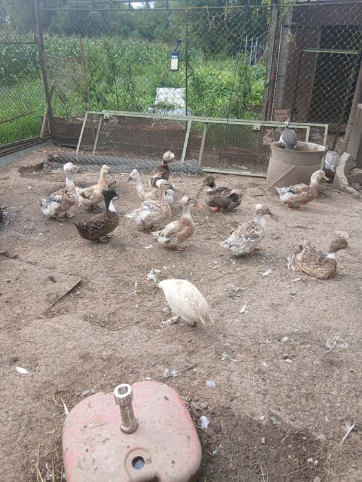 Oua de gasca de rata motate și rata muta pt incubat