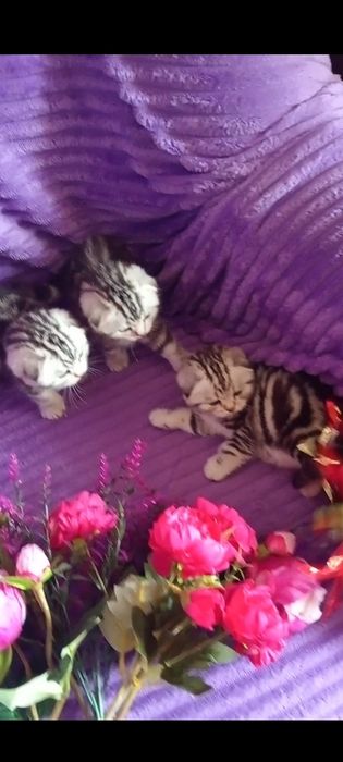 Продам вислоухого шотландского котика.