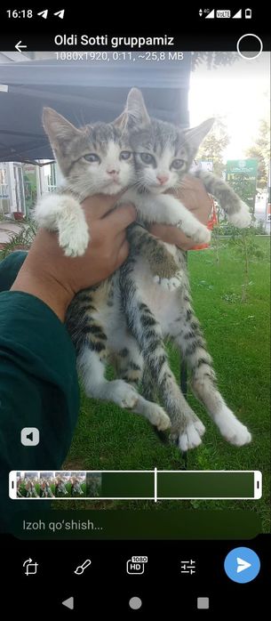 100 mingdan muwukchalar