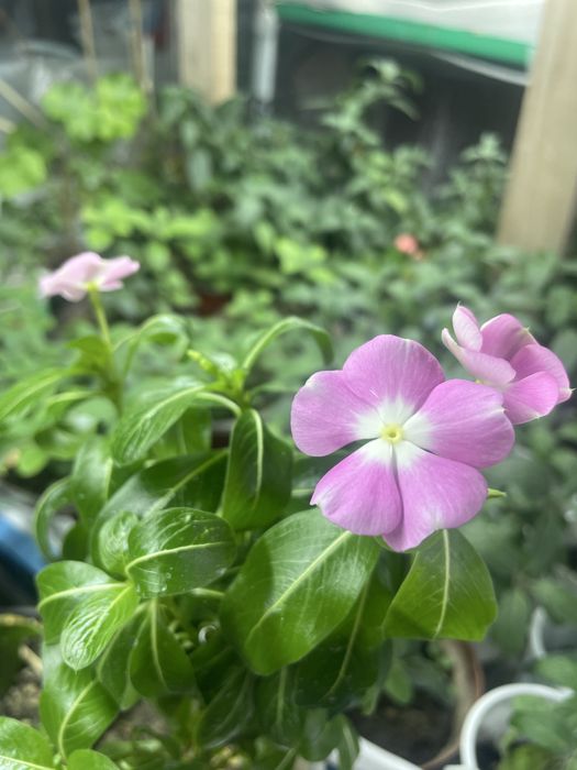 Цветы комнатные в подарок