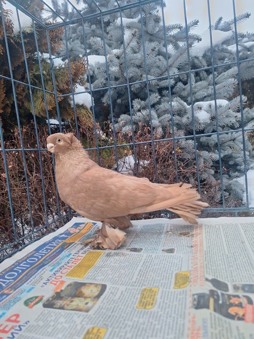 Продам жёлтого самца