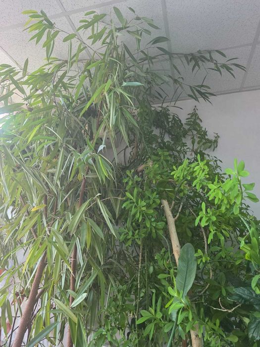 vând plante uriașe: eucalipt, arbore de cauciuc si ficus