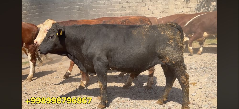 Buqalar sotiladi pleminoy taminotga yam bor