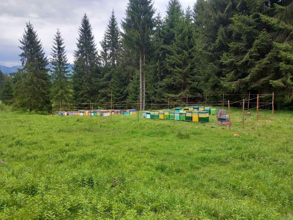 Vind famili de albine cu matci tinere selectate  prețul 70 de lei