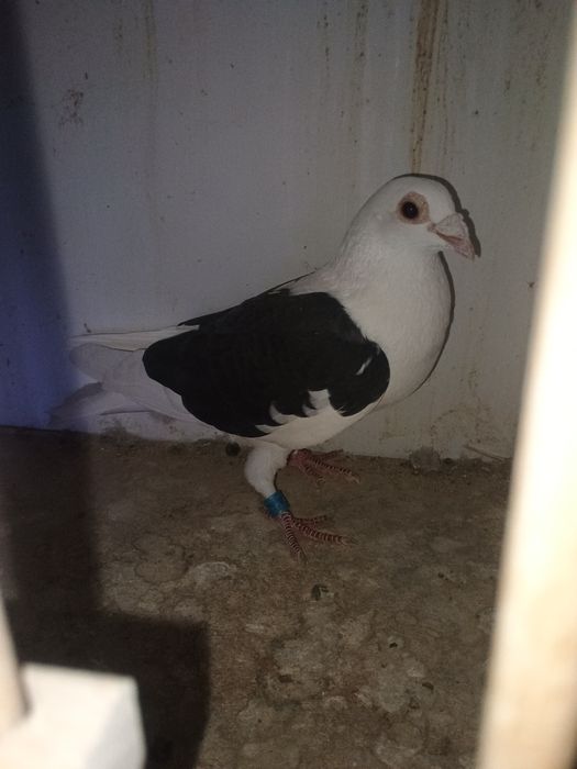 Porumbei voiajori sport