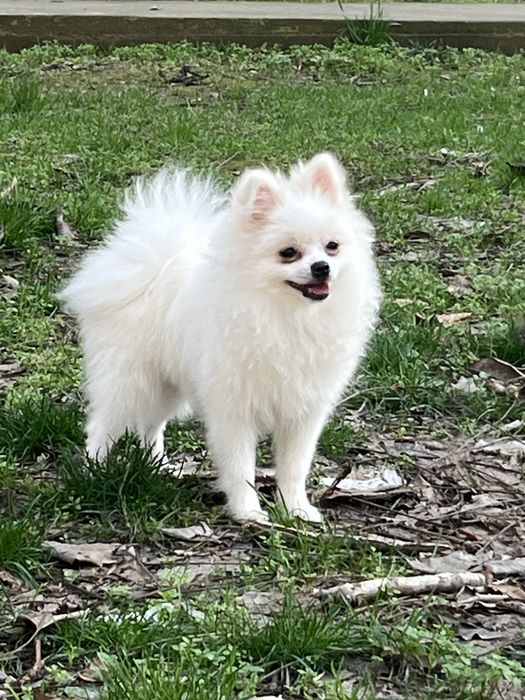 ВЯЗКА померанский шпиц ищет невесту