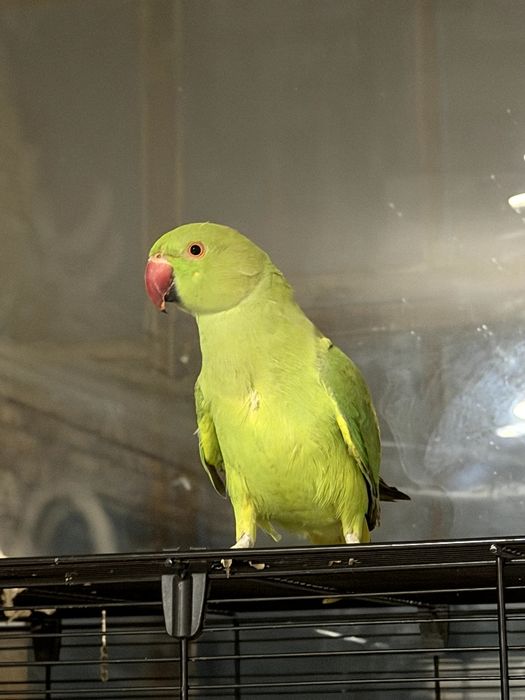 Ожереловый попугай