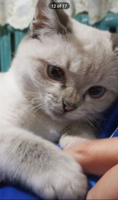 Отдам кошечку в надежные руки.