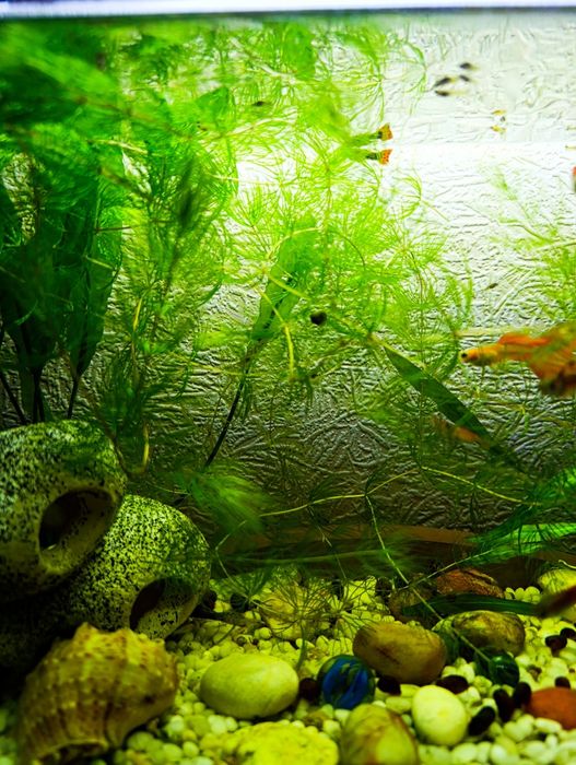 Продам водоросли