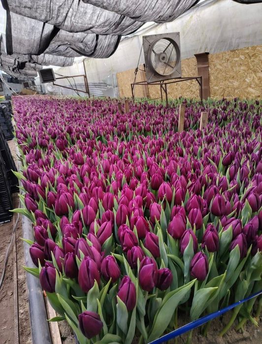 Тюльпаны оптом Белоруссия Степногорск