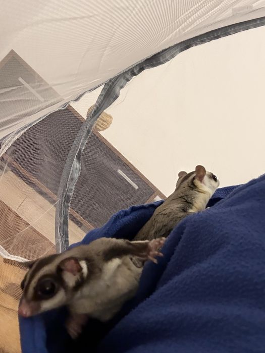 Захарни катерички ( двойка ) Sugar Glaider