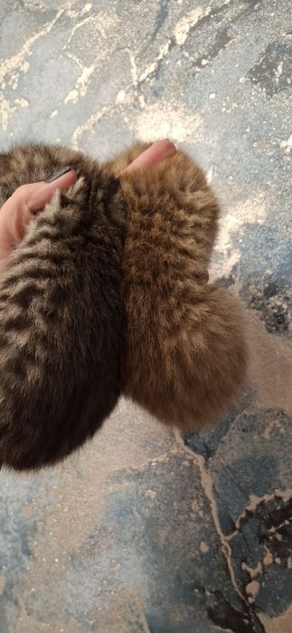 Замечательные котята шотландские