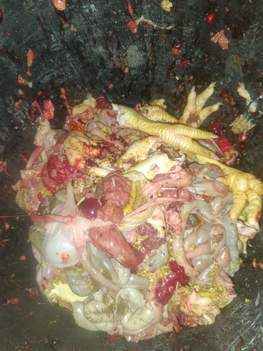 Кишка для собак есть около 10 кг бесплатно заберите