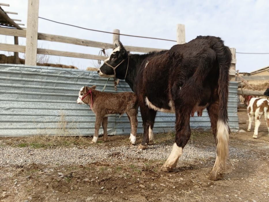 Бұзаулы сиыр сатылады