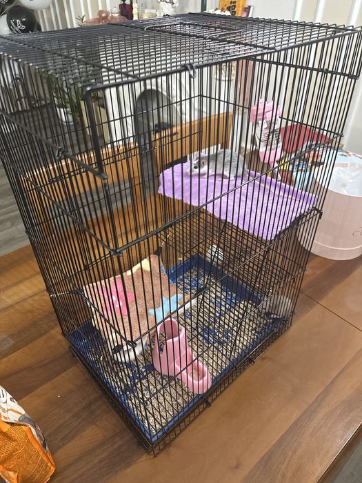 Крысы с клеткой и прибамбасами