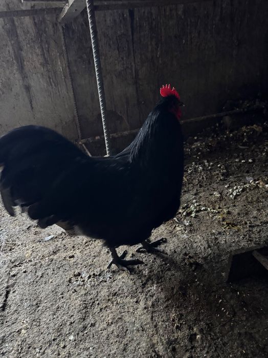 Vând doi cocoși Australop și 6 puicuțe și 2cocosi de wyadontte