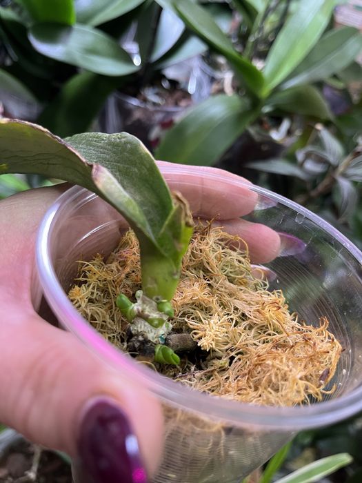 Орхидея, пересадка и реанимация