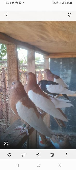 Porumbei standard și bălțați