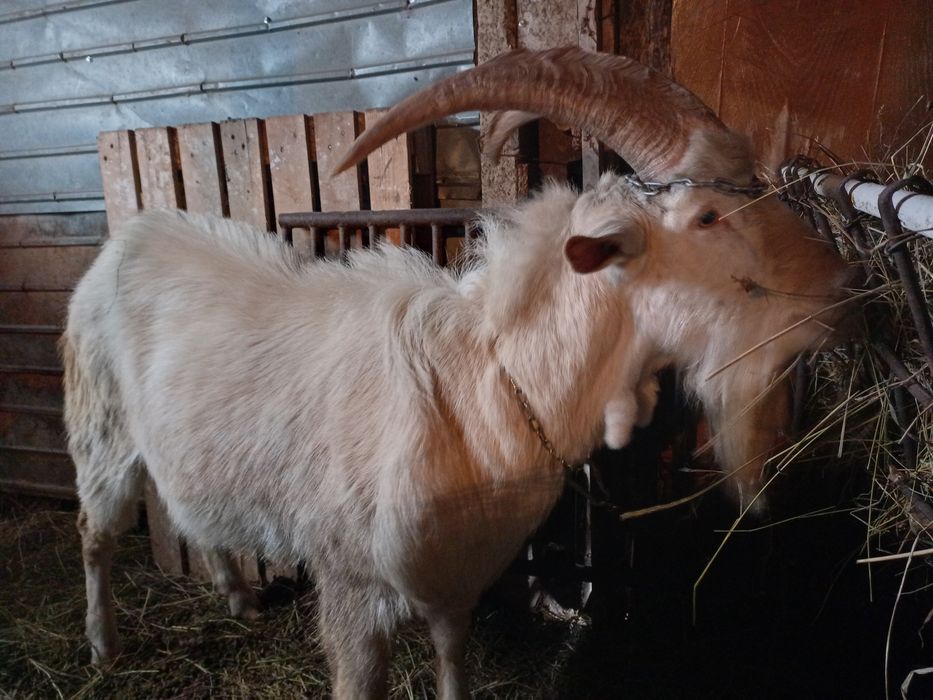 Țap Saanen tânăr de vânzare, exemplar deosebit