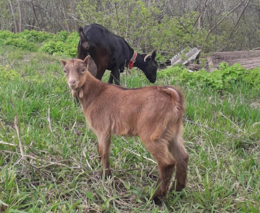 Ieduțe din mamă murciniana rasă pura bună de lapte