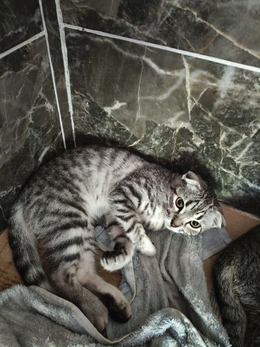 Отдам даром котенка