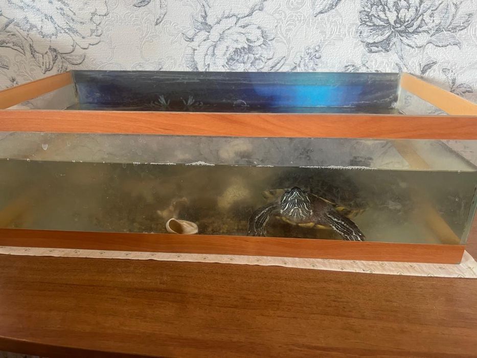 Красноухая Черепаха