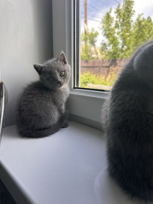 Продам породистых котят