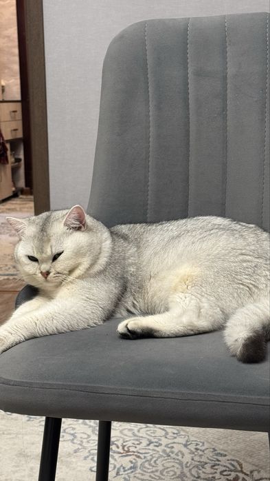 Бритнец кот домашний