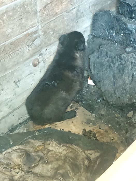 Щенки дворники.2