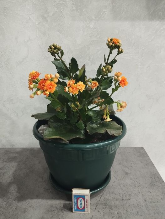 Комнатное растение Каланхоэ  продам