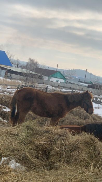 Продается  кабыла и жабагы