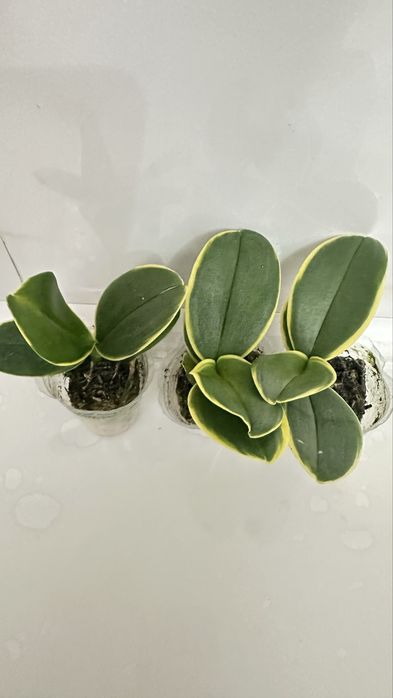 Орхидеи 1,7 по 2500