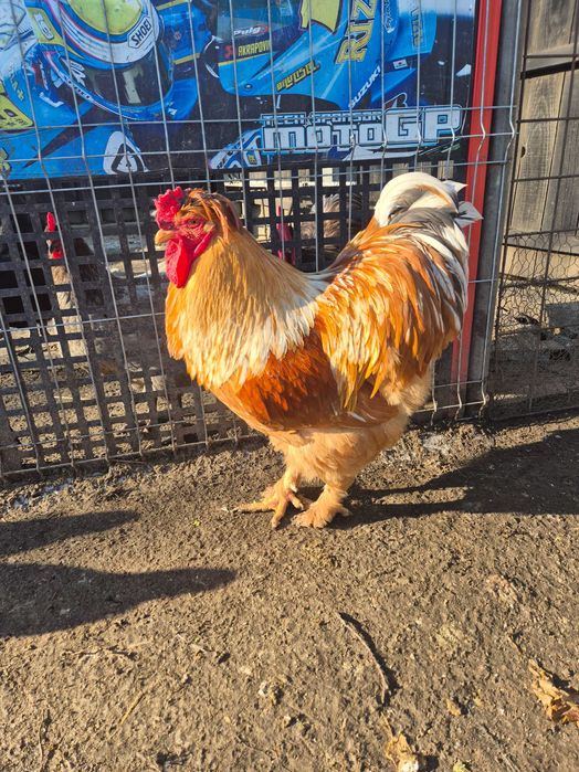 Vând ouă pentru incubat