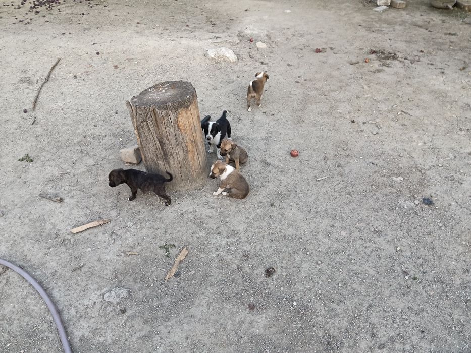 Adopți de cățeluși