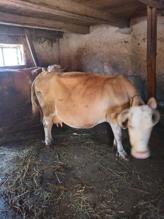 Vând vacă si vițel.