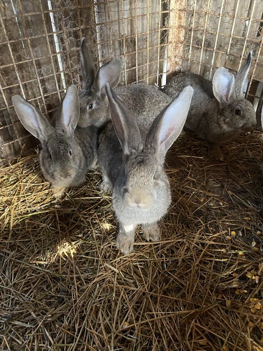 Vand pui de iepure urias german