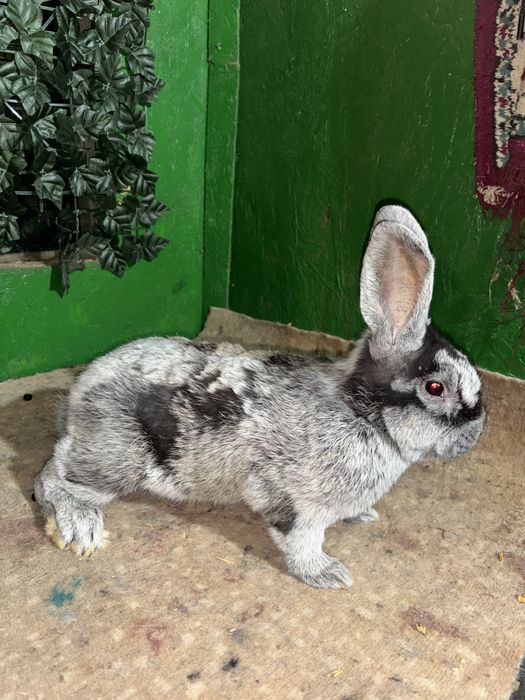 Iepurași Marele Argintiu Deschis