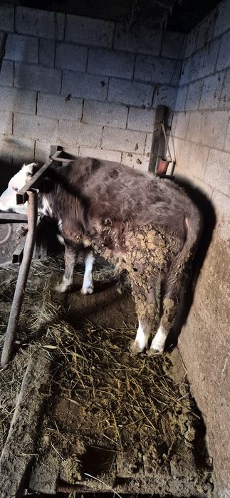 Бычок на откорме стоит