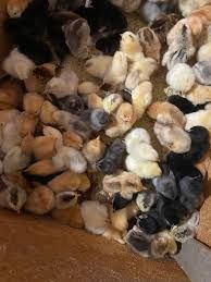 Vând Rățuște Polare, Pui țărănești, Boboci de Gâscă