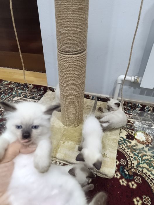 Сиамский мушиклар сотилади