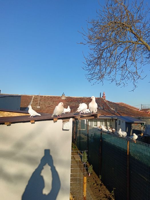 Porumbei voiajori albi