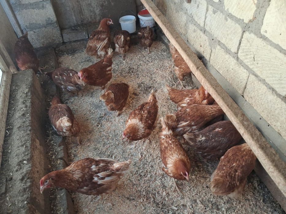 Ломан браун тауыктары