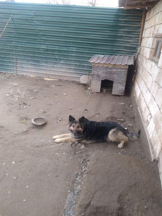 Продаётся собака