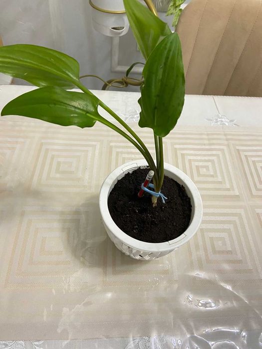 Продам комнатные растения