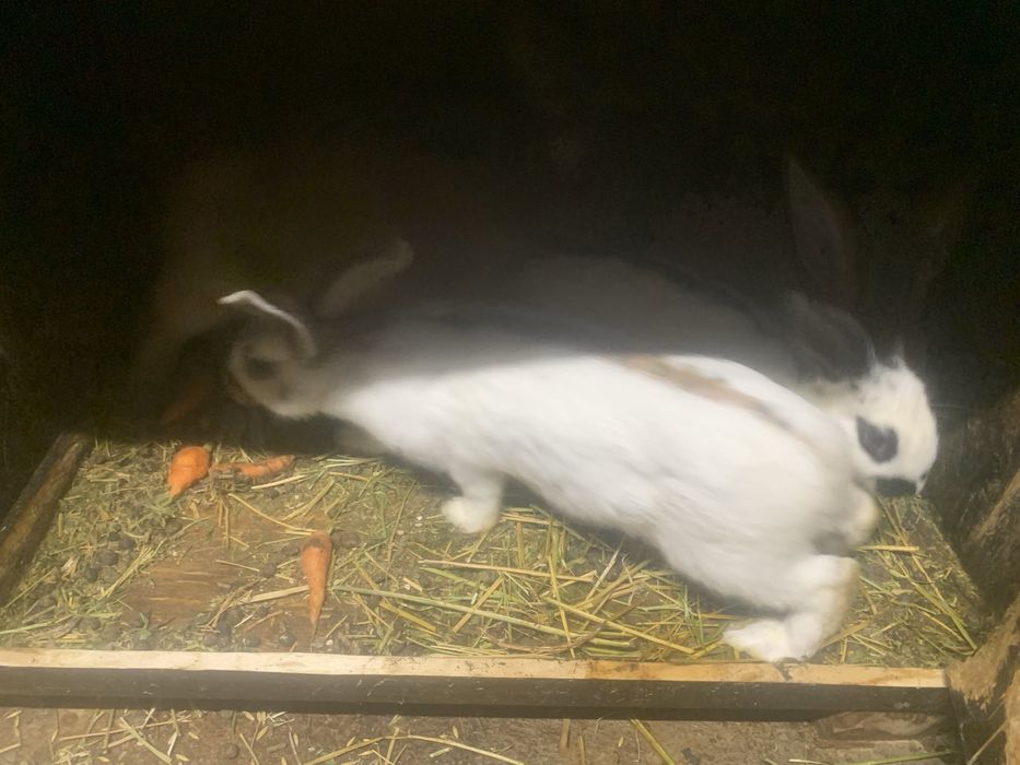 Налични зайци различни породи