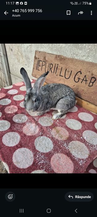 Vând 2 iepuri masculi belgieni