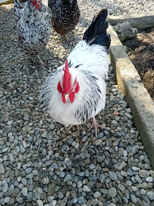 Vând 2 Găini Sussex Porțelan+Cocoș HD
