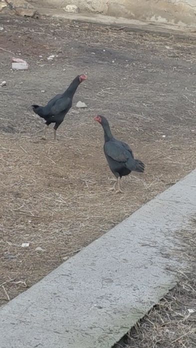 Дакан куры на продаже