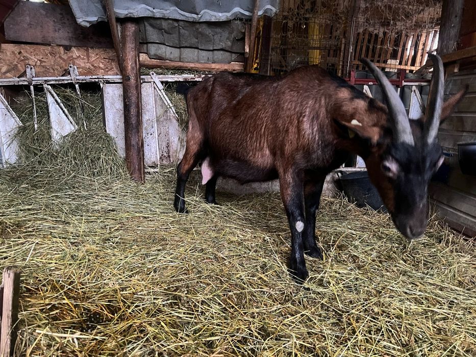 Capră gestantă alpin franceză