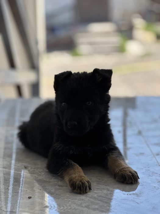 Немецки овчарка